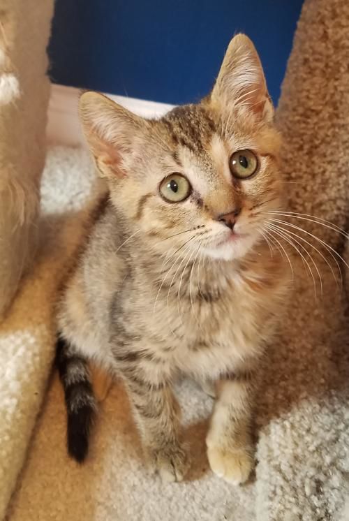 PetConnect Rescue - Felicia1.jpg